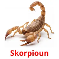 Skorpioun picture flashcards