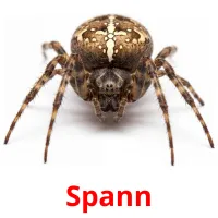 Spann picture flashcards