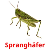 Spranghäfer picture flashcards