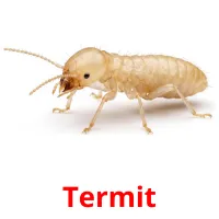 Termit picture flashcards