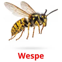 Wespe picture flashcards