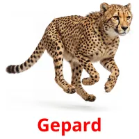 Gepard billedkort for børn med billeder