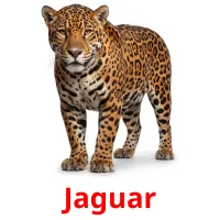 Jaguar billedkort for børn med billeder