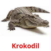 Krokodil billedkort for børn med billeder
