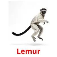 Lemur billedkort for børn med billeder
