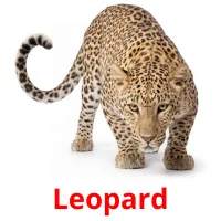 Leopard billedkort for børn med billeder