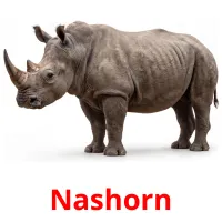 Nashorn billedkort for børn med billeder