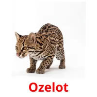 Ozelot billedkort for børn med billeder
