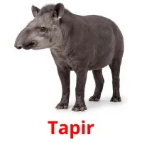 Tapir billedkort for børn med billeder