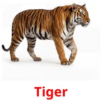 Tiger billedkort for børn med billeder