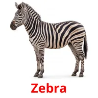 Zebra billedkort for børn med billeder