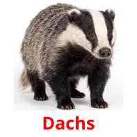 Dachs flashcards illustrate