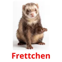Frettchen flashcards illustrate