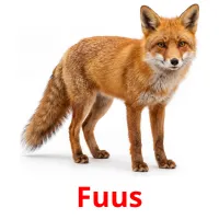 Fuus flashcards illustrate