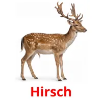 Hirsch flashcards illustrate