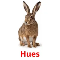 Hues flashcards illustrate
