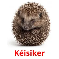 Kéisiker flashcards illustrate