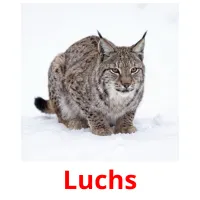 Luchs flashcards illustrate