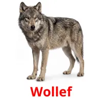 Wollef flashcards illustrate