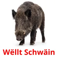 Wëllt Schwäin flashcards illustrate