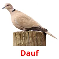 Dauf Bildkarteikarten