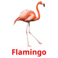 Flamingo flashcards illustrate