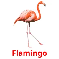 Flamingo Bildkarteikarten