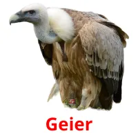 Geier Bildkarteikarten