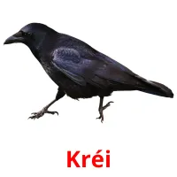 Kréi Bildkarteikarten