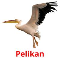 Pelikan picture flashcards