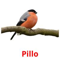 Pillo picture flashcards