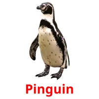 Pinguin Bildkarteikarten