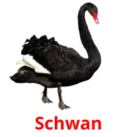 Schwan Bildkarteikarten