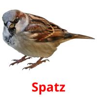 Spatz cartões com imagens