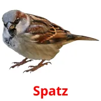 Spatz Bildkarteikarten