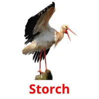 Storch Bildkarteikarten