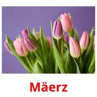 Mäerz picture flashcards