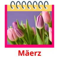 Mäerz picture flashcards