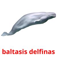 baltasis delfinas picture flashcards