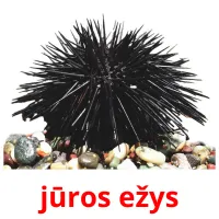 jūros ežys Tarjetas didacticas