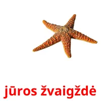 jūros žvaigždė cartes flash