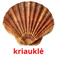 kriauklė Tarjetas didacticas