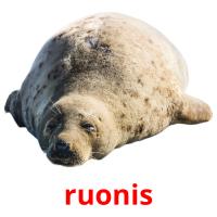 ruonis picture flashcards