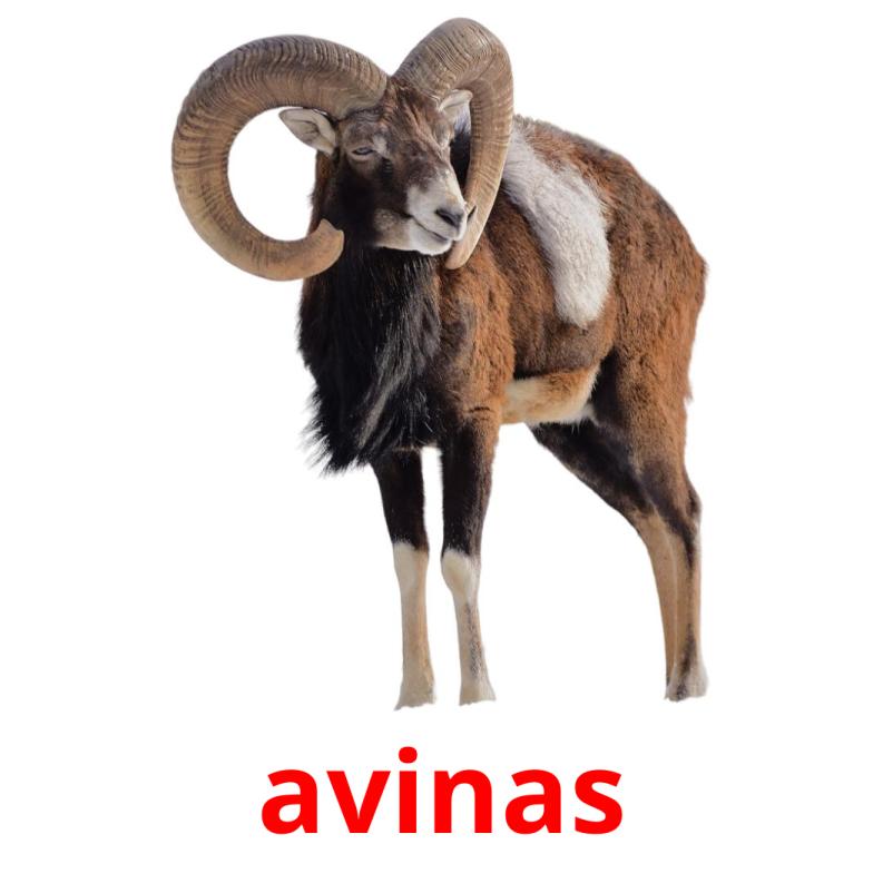 avinas picture flashcards