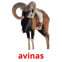 avinas Tarjetas didacticas