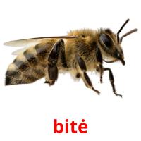 bitė card for translate
