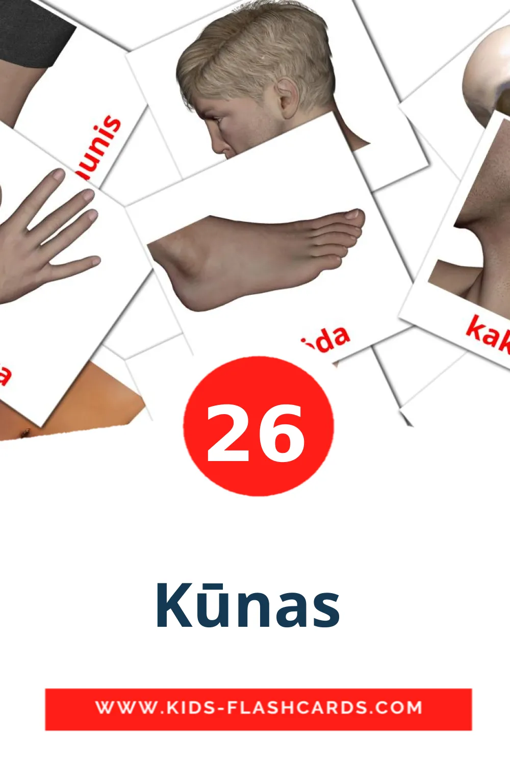 26 Kūnas  fotokaarten voor kleuters in het litouws