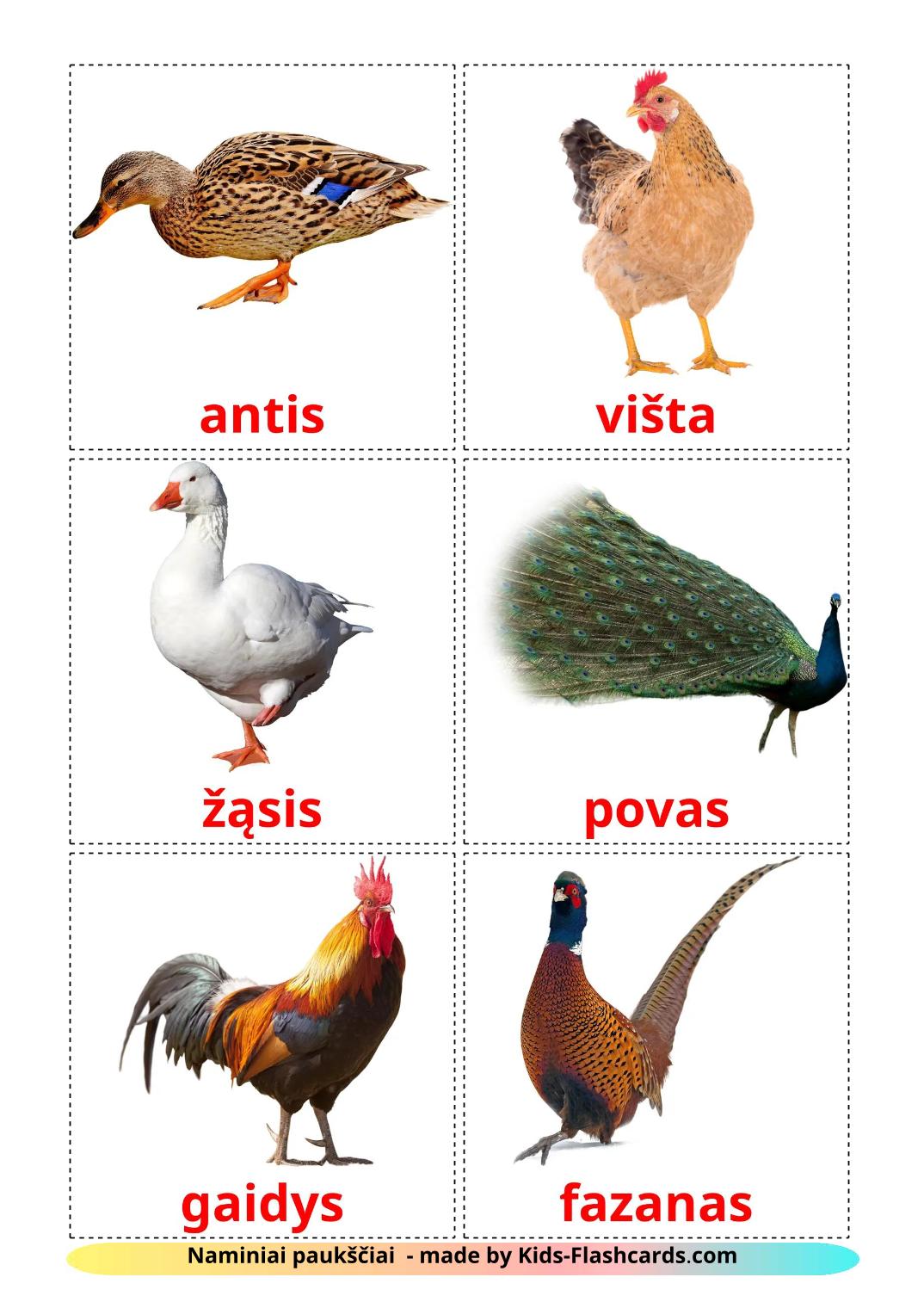 Bauernhof Vögel - 12 kostenlose, druckbare Litauisch Flashcards 