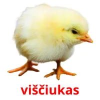 viščiukas Bildkarteikarten