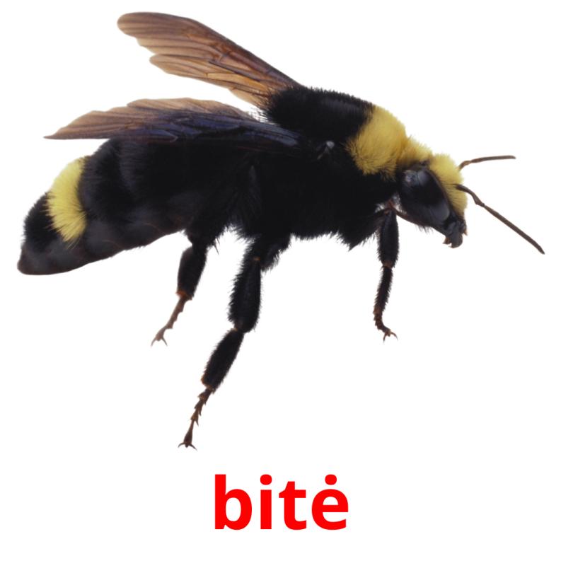 bitė Tarjetas didacticas